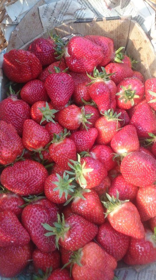 LES BONS PLANS : VENEZ CUEILLIR VOS FRAISES A LA FERME DES GRANDS CHAMPS DE PARCAY-LES-PINS