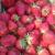 LES BONS PLANS : VENEZ CUEILLIR VOS FRAISES A LA FERME DES GRANDS CHAMPS DE PARCAY-LES-PINS