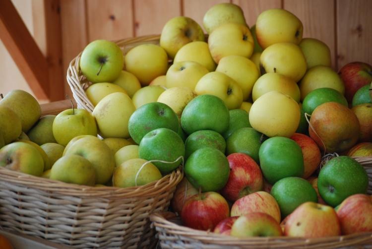 Le Mois des pommes - Verger de la Maison Blanche - Jumelles (49)