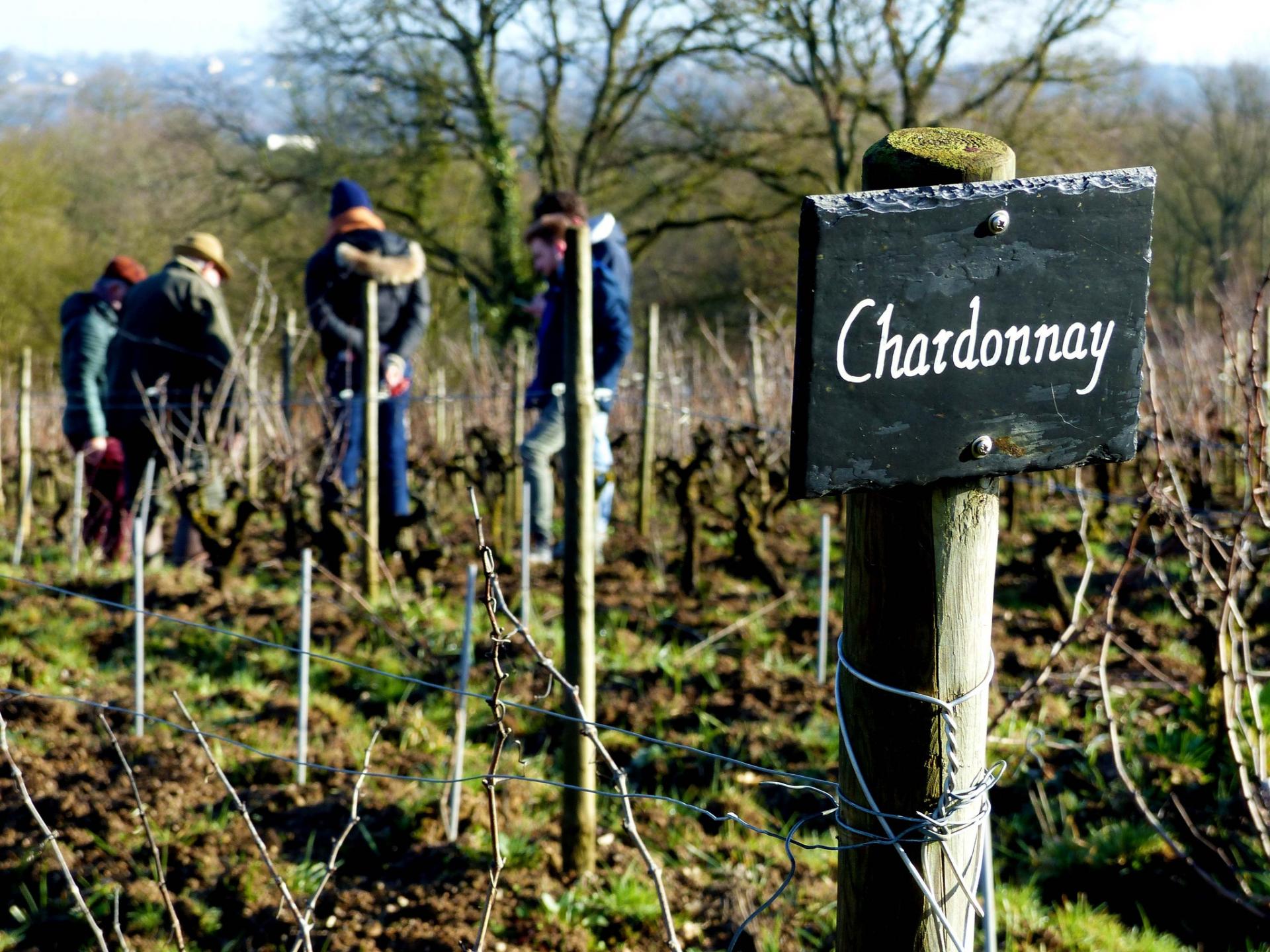 ON EN PARLE ENSEMBLE : DÉCOUVERTE DU MUSÉE DE LA VIGNE ET DU VIN D'ANJOU DE SAINT-LAMBERT-DU-LATHAY