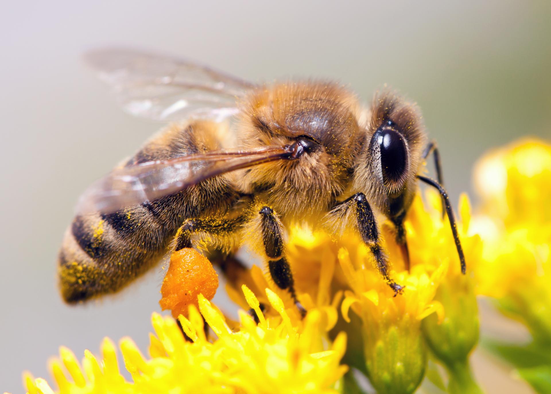 ON EN PARLE ENSEMBLE : DÉFENSE DE L'ABEILLE : DÉCOUVERTE DE L'ASAD 49