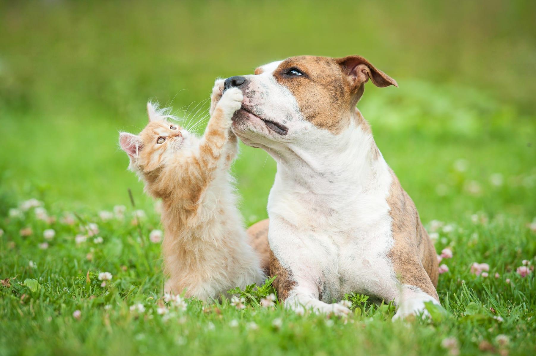 ON EN PARLE ENSEMBLE :des aliments pour chiens et chats à partir de protéines d'insectes produits à Longué-Jumelles