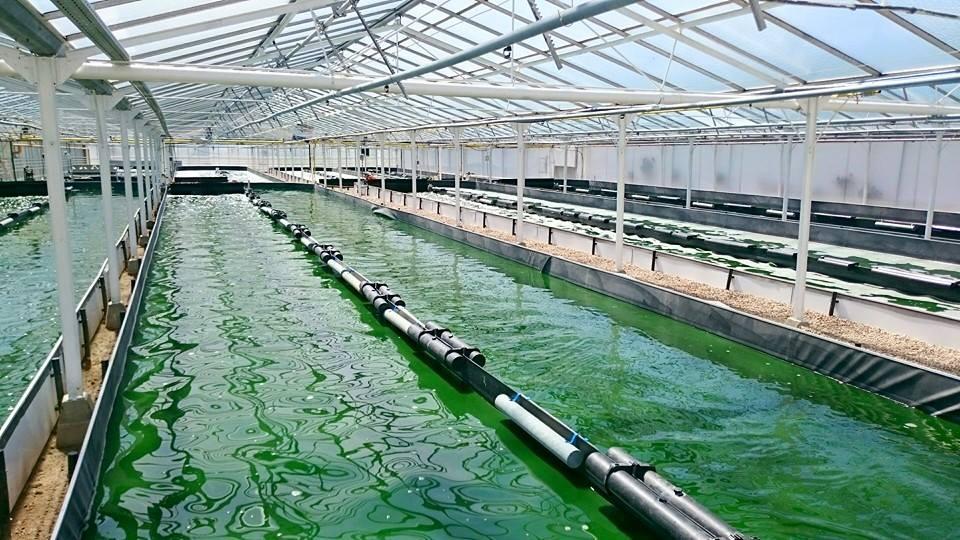 ON EN PARLE ENSEMBLE : LA SPIRULINE, UNE CYANOBACTÉRIE AUX MULTIPLES VERTUS