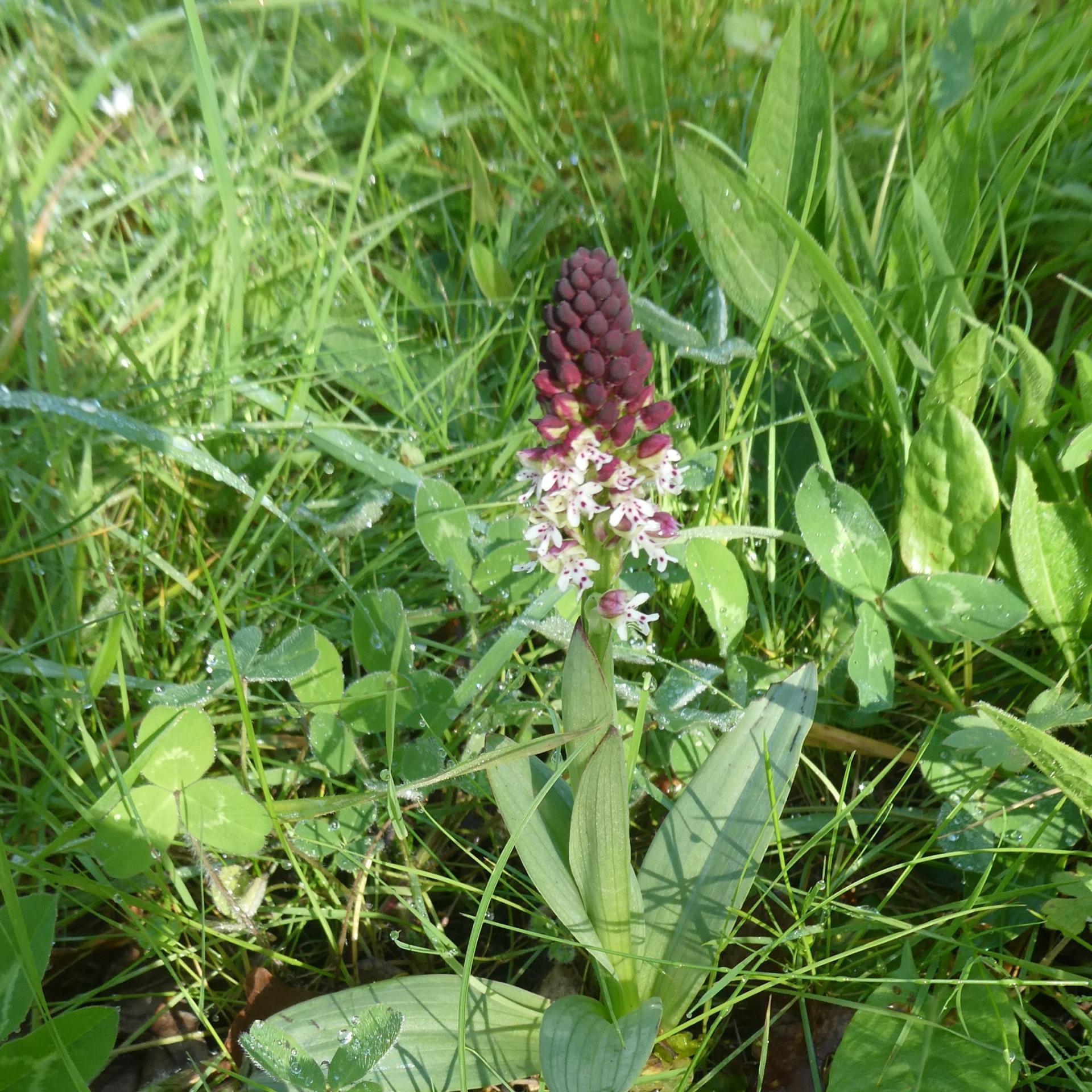 PENSER LOCAL : Les orchidées sauvages de Sainte-Luce-sur-Loire en «terre» happy