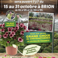 Offre de la Toussaint - Folliot Fleurs - Brion (49)