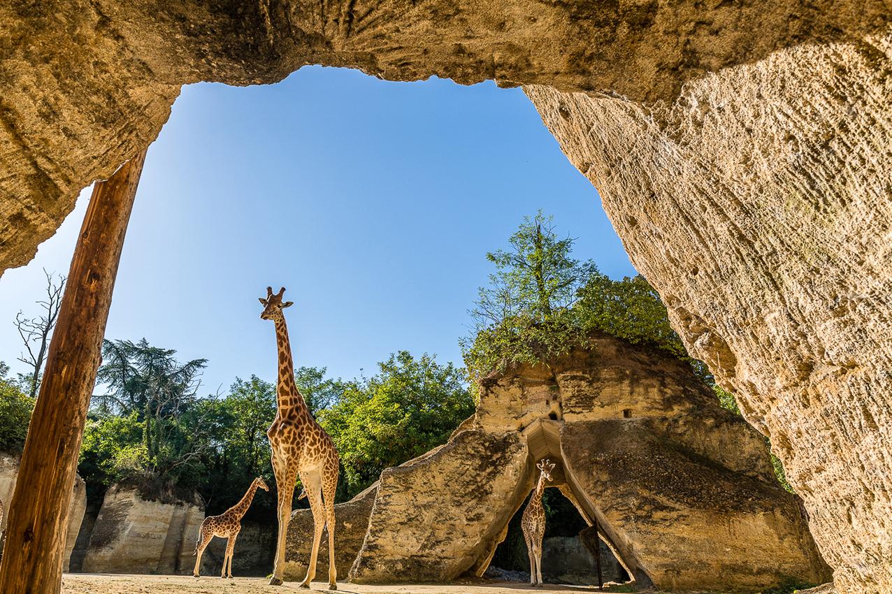 ON EN PARLE ENSEMBLE : Nouvelle saison pour le Bioparc de Doué-la-Fontaine