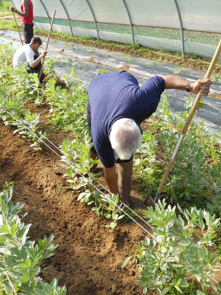 ON EN PARLE ENSEMBLE : Jardin de Cocagne de l'ASPIRE : un service de proximité éco-citoyen et gourmand