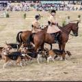 Fête de la Chasse - Vernoil-le-Fourrier (49)